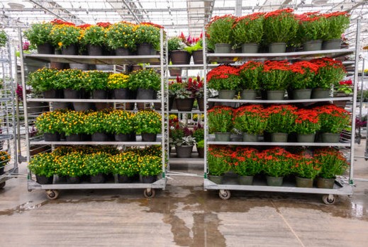 Plantas listas para expedición